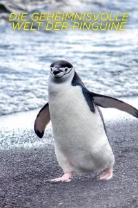 Тайны пингвинов