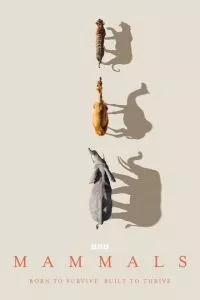 Млекопитающие