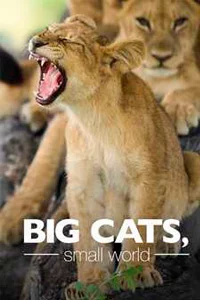 Большие кошки, маленький мир